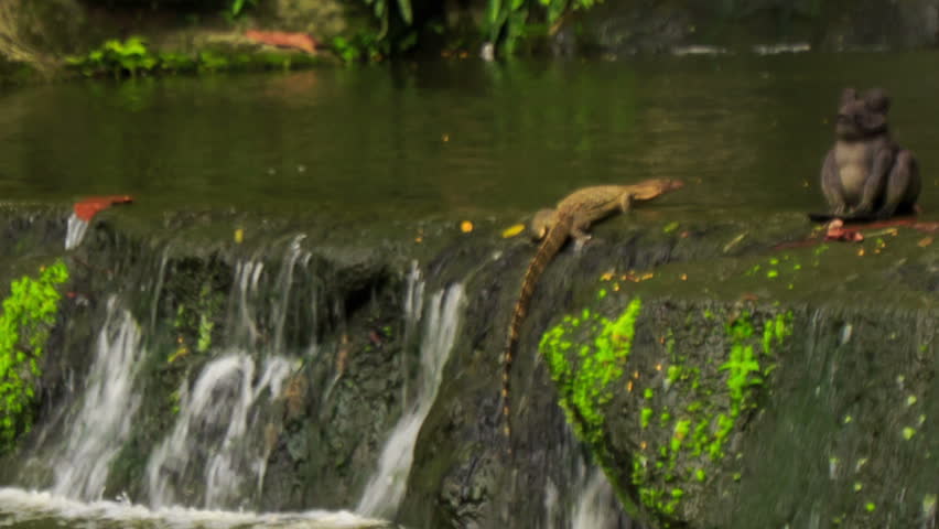 varanus salvator large water monitor lizard scrambles out of waterfall to stony bank in park