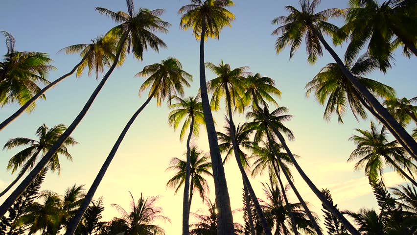 Looking Up At Palm Trees Stock Footage Video 100 Royalty Free 23640952 Shutterstock