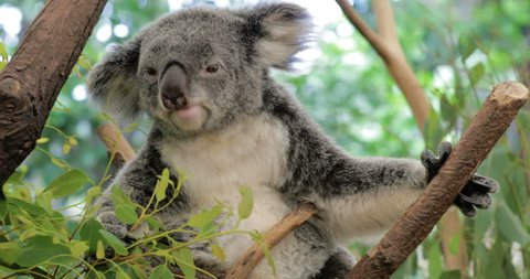 Cute koala bear eating green fresh eucalyptus leaves, Australia