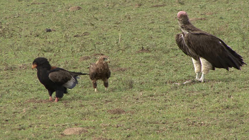 The Nubian Vulture, Tawny Eagle, and Bateleur Eagle feed on afterbirth in