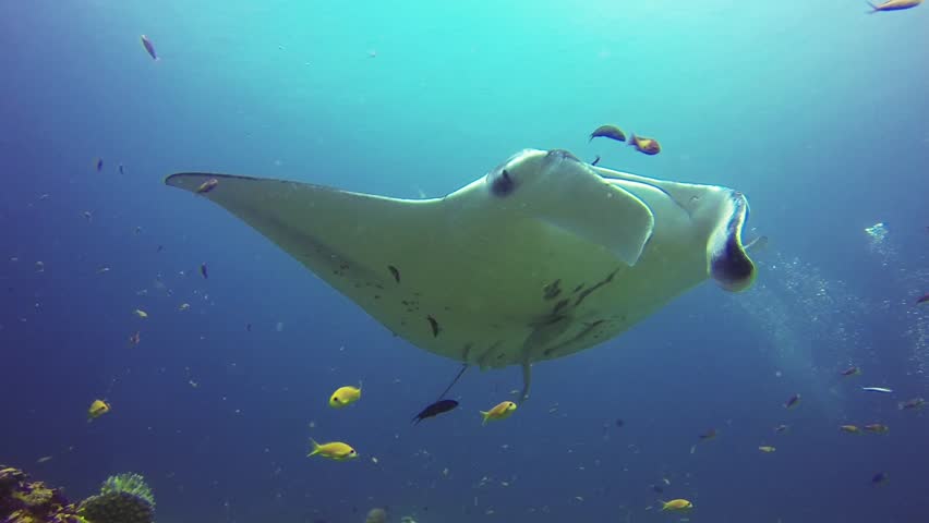 manta ray flying
