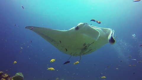 Manta ray flying over a cleaning station.
