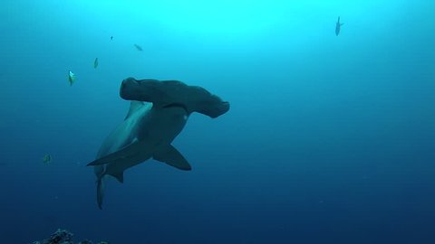 School of hammerhead sharks swimming in the blue - underwater shot
