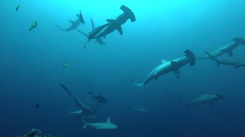 School of hammerhead sharks swimming in the blue - underwater shot