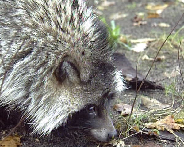 Wild Raccoon. Pretty gray animal live in forest.