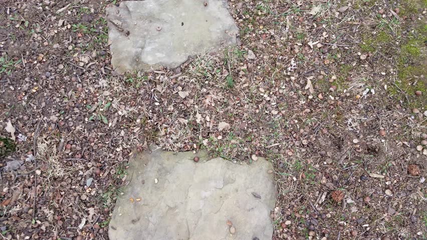 stepping stones in the ground