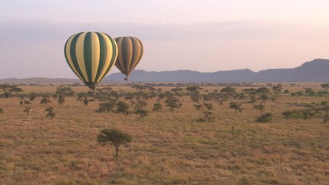 AERIAL, CLOSE UP: Pilots steering safari hot air balloons full of excited tourists. People on dreamy journey sightseeing and enjoying the view of stunning Serengeti scenery at rose-pink light of dawn