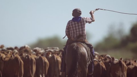 Gaucho herding