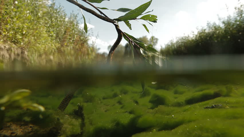 Snake hanging from the branches. Snake on a section of water. Copperhead in search of prey.