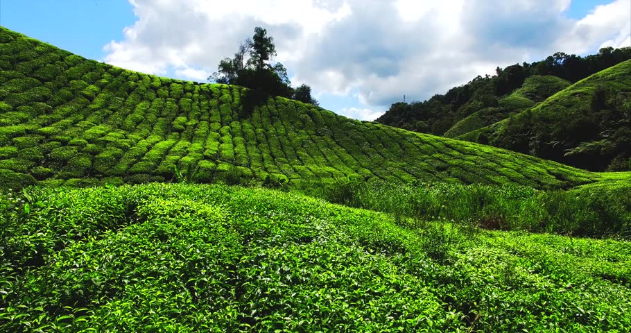 Aerial. Beautiful landscape at tea plantation. Cameron Highlands, Malaysia. 