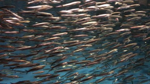 School of sardines circling fast