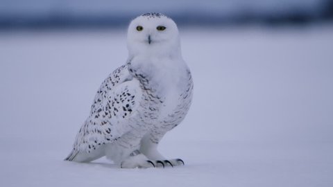 Snowy Owl turning his head in slow motion 