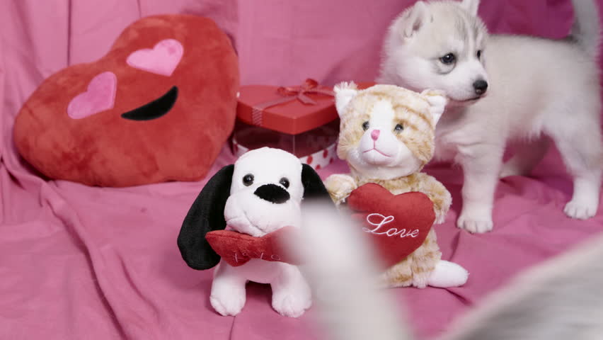 husky valentine stuffed animal