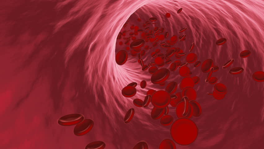 В легких кровь насыщается. Эритроциты в сосуде. Кровеносный сосуд изнутри.