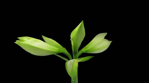 Time-lapse of growing, opening and rotating white amaryllis Matterhorn Christmas flower 1c3 in RGB + ALPHA matte format isolated on black background
