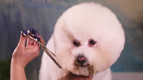 Groomer using thinning shears to cut hair from muzzle of Bichon Frise 
