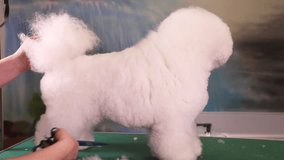 Dog groomer cuts the hair while the dog (Bichon Frise) is standing on the grooming table 
