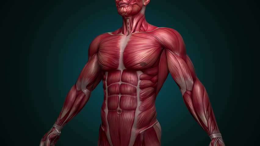 Muscular System Upper Body Animation, Stock Footage Video (100% Royalty
