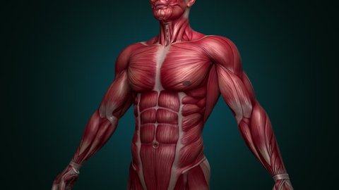 Muscular System upper body animation, with alpha. Camera rotation showing all the muscles, in slow motion. Alpha included in the second sequence.