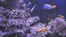 Powder Blue Tang and Lyretail Anthias in the saltwater aquarium stock footage video