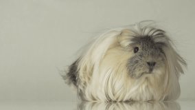 Beautiful funny guinea pig breed Coronet cavy stock footage video