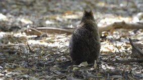 Quokka in the shadow, Wildlife on Rottnest Island, Western Australia. Quokka (Setonix brachyurus), dwarf kangaroo or short-tail kangaroo.