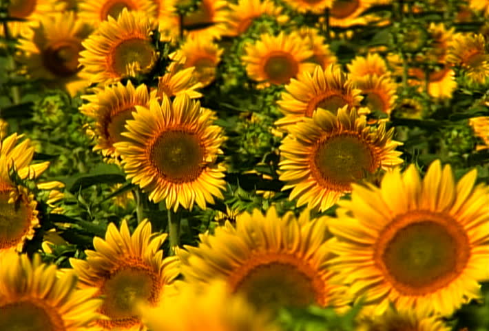 Yellow sunflowers in the field