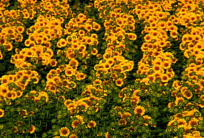Rows of sunflowers in the field