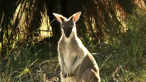 15 Australia Kangaroos Mating Stock Video Footage - 4K and HD Video Clips |  Shutterstock