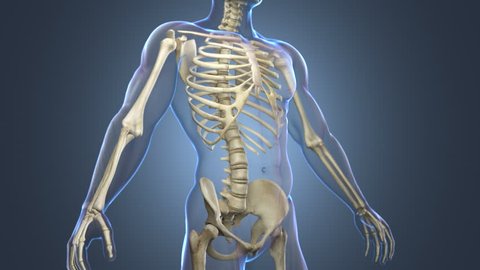 Skeletal System complete animation, body transparent blue. Camera animation in close-up view and in slow motion, showing all the bones of human skeleton.