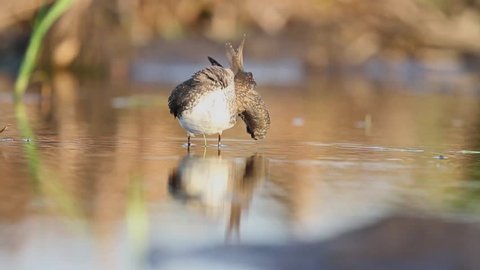 sandpiper standing in water cleans its feathers