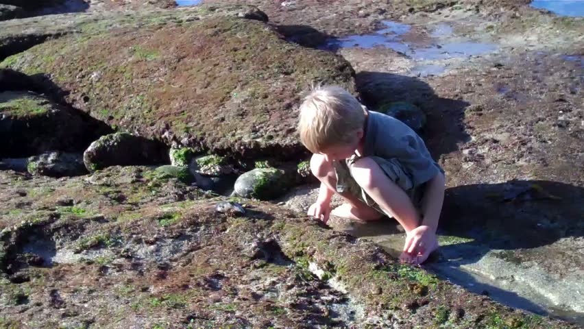 boy playing in tide pools tilt up
