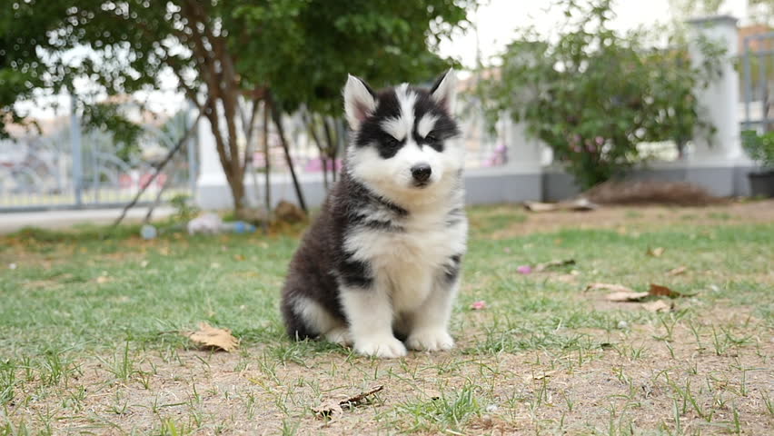 Cute Puppy Dog Siberian Husky Stock Footage Video 100 Royalty Free 23708905 Shutterstock