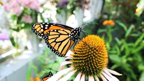 A monarch butterfly finding nectar atop a flower