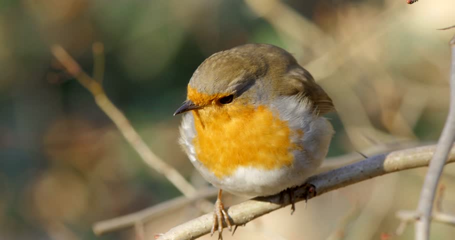close up of robin regurgitating seed and flies away