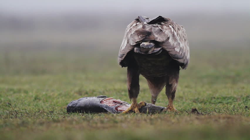 Sea eagle in Hungary
