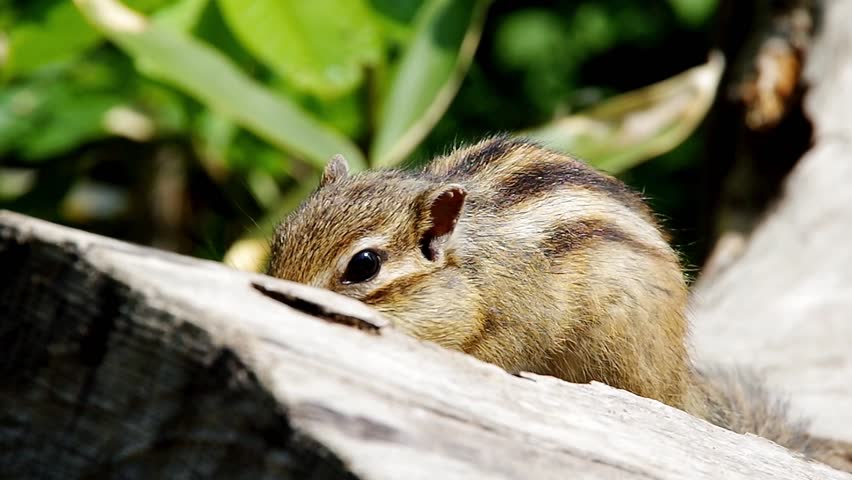 Chipmunk running way, Hokkaido squirrel appears