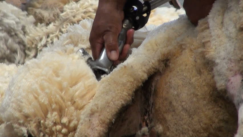 Sheep Shearing - Traditional - Stock Footage Video (100% Royalty-free