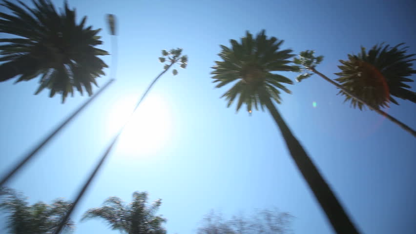 Driving through Palm Trees on Beverly Drive