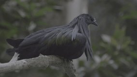 Nicobar pigeon perching alone in park : 4k UHD Ungraded video