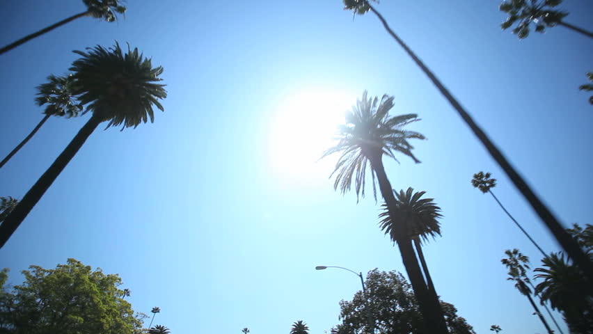 Driving through Palm Trees on Beverly Drive