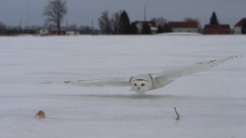 Snowy Owl Catches a mouse in the open tundra - winter hunting 