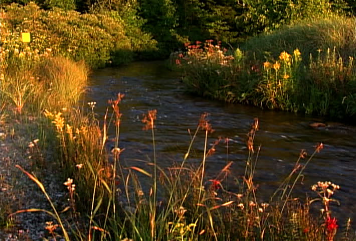Fast flowing creek in summer