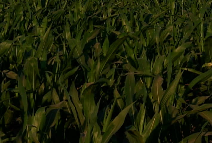 Farm cornfield and barn