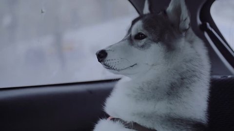 Dog breed husky sitting in the car.