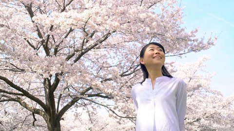 Asian woman and cherry blossom Stock Video