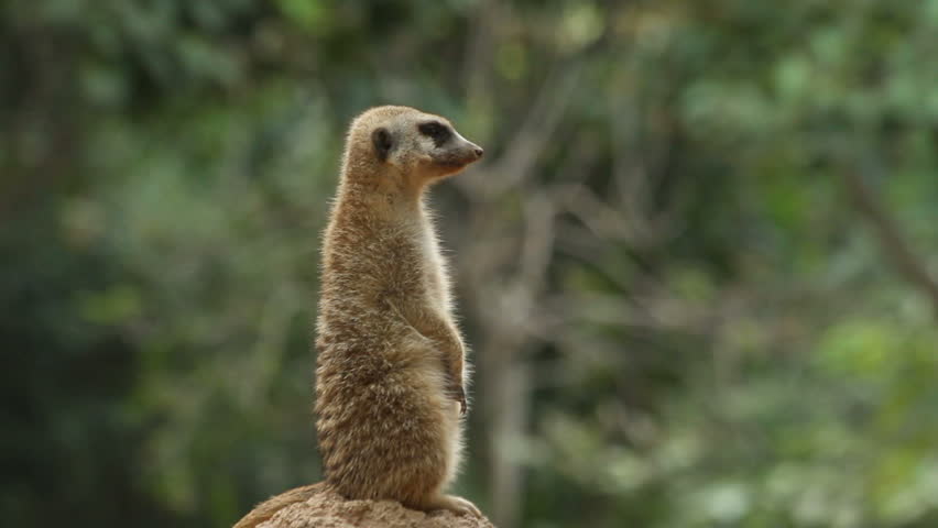 Meerkat sentry standing looking around
