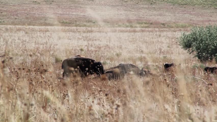 Large Buffalo Grazing in Field