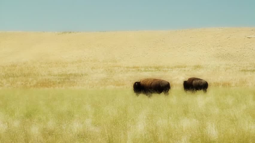 Large Buffalo Grazing in Field