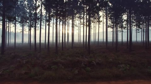 4k Drone footage of sun breaking through pine trees controlled after fire. 